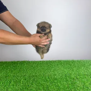 Pomeranian - Nina