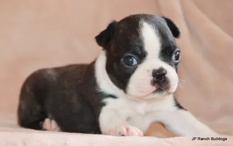 Boston Terrier - Suzie On Hold