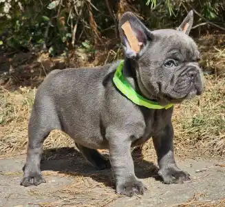 French Bulldog - Sky 