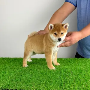 Shiba - Katsu