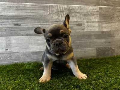 Französische Bulldogge - Thor