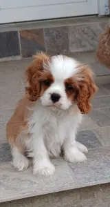 Cavalier king Charles spaniel - Paddington