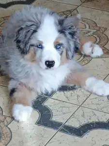 Miniature American Shepherd - Amber 