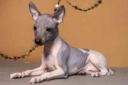 American Hairless Terrier - Altair Sky
