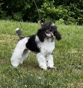 Barbone nano - Zuri ( Fci )