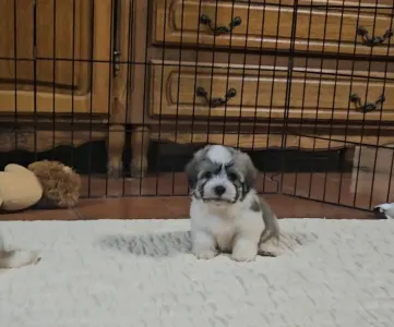 Havanese - Milo