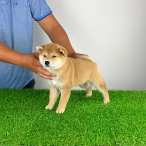 Shiba - Taiyo