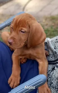 Hungarian Short-haired Vizsla - Becses Vadász Atosz