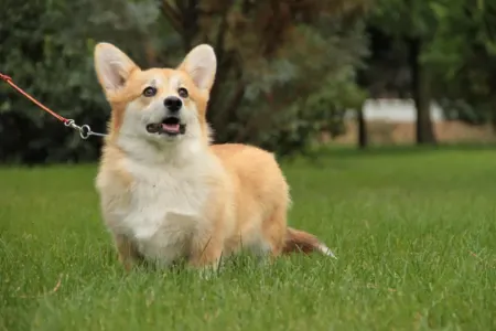 Welsh Corgi Pembroke - Ginger’s Heritage Duke Skyborne