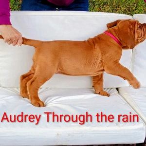 Bordeauxská doga - Audrey Through The Rain