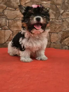 Biewer Terrier - Betty