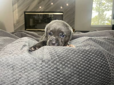 Cane Corso - Amber