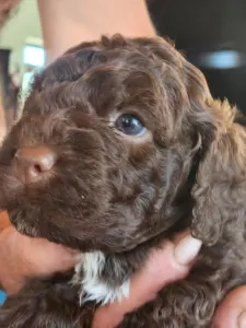 Lagotto Romagnolo - Ági