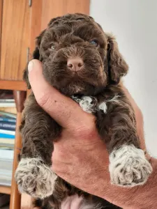 Lagotto Romagnolo - Ági