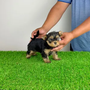 Yorkshire Terrier - Amina