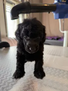 Střední pudl - Black Boy