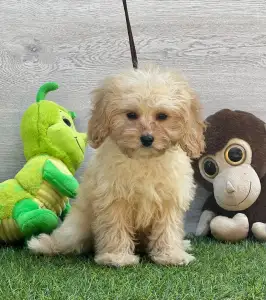 Cavapoo - Ecco ( Toy Size )