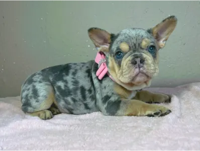 Bouledogue français - Mandy