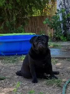 Pug - Yvonne Babystar Is Born 