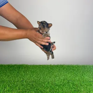 Yorkshire Terrier - Boxy