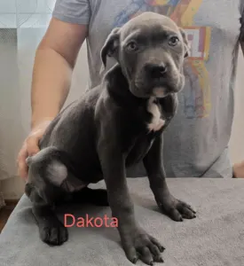 Cane Corso Italiano - Forza Di Diavolo Dakota