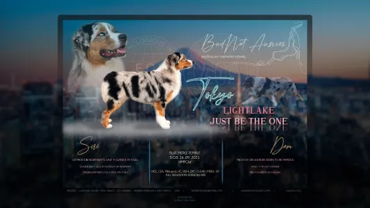 Australian Shepherd - Budnat Aussies