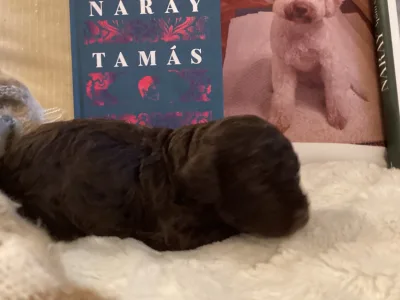 Chien d'eau romagnol - Bobby