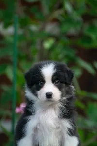 Australian Shepherd - Winstead Luxe Valor
