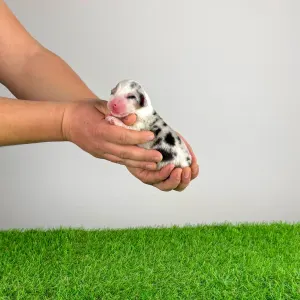 Berger australien - Crispie