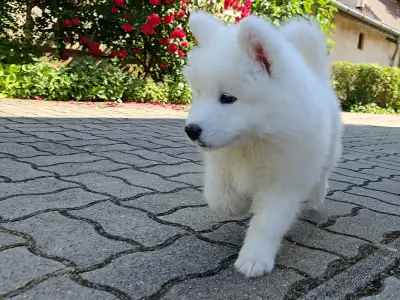 Szamojéd - Happy Hómancs Barka "yuki"
