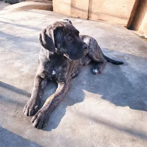 Cane Corso - Rambo