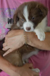 Border Collie - Ferrero/ Chocolate Sable Szuka