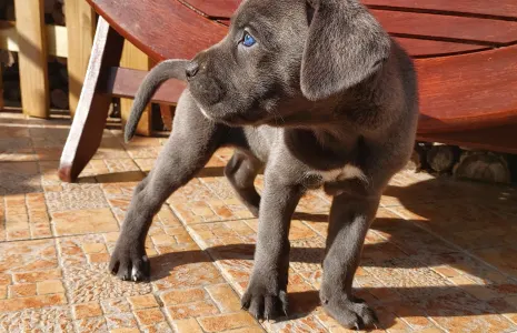 Cane corso - Caesar’s Guardians