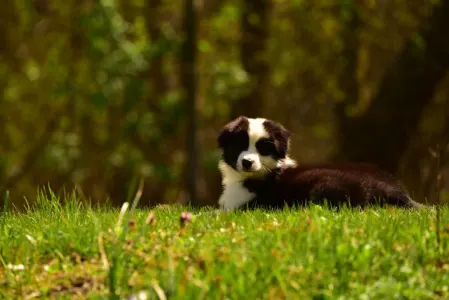 Pembroke Welsh Corgi - Gingers Heritage Iris Down "iris"