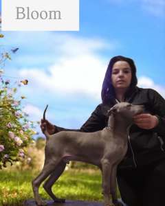 Thai Ridgeback - Bloom Wild-romance Of Chiang Exotic Wolfs
