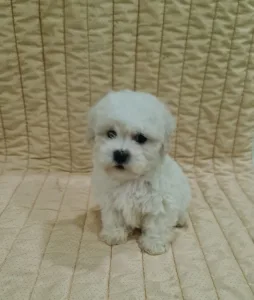 Bichon frisé - Ethan