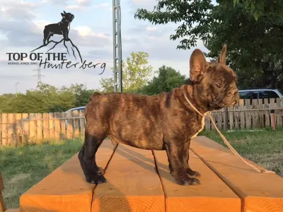 Bouledogue français - Ragnar