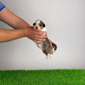 Australian Shepherd - Dorabella 