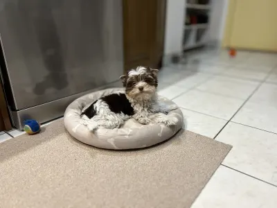 Biewer terrier - Quentin (biro)