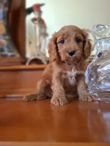 Cavapoo - Cavapoo M