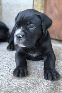 Cane Corso Italiano - Ezra