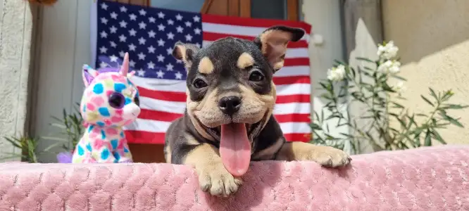 American Bully - Pocket - Zara