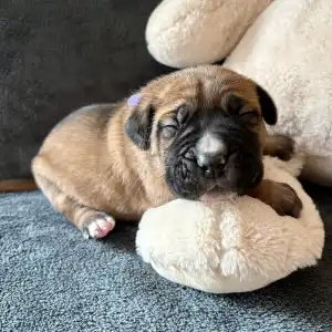 Cane Corso Italiano - Samson