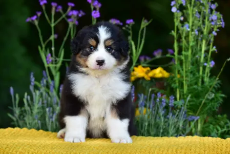 Australian Shepherd - Gingers Heritage Road Boss