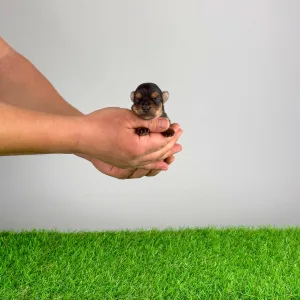 Yorkshire Terrier - Sofie