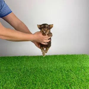 Yorkshire Terrier - Landro