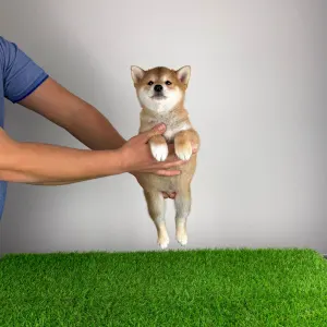 Shiba Inu - Mata
