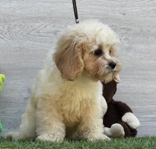 Cavapoo - Ella ( Toy Size )