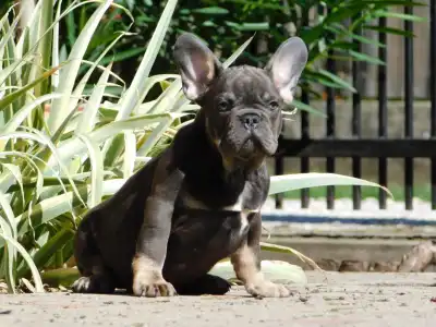 Buldog francuski - Donnie