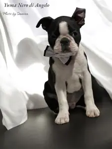 Boston Terrier - Yuma Nero Di Angelo